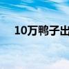 10万鸭子出征灭蝗 派出十万只鸭子优质