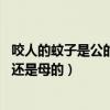 咬人的蚊子是公的还是母的图片 智商高（咬人的蚊子是公的还是母的）