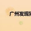 广州发现猪人 各类猪人谣传事件优质