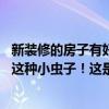 新装修的房子有好多小虫子怎么回事 房间装修完后一直都有这种小虫子！这是什么虫子 怎么处理 