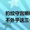 豹纹守宫蜥蜴 豹纹守宫越来越受欢迎的理由不外乎这三个