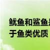 鱿鱼和鲨鱼是同一类动物吗 鱿鱼为什么不属于鱼类优质