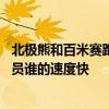 北极熊和百米赛跑运动员比赛谁会赢 北极熊和百米赛跑运动员谁的速度快