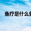鱼疗是什么鱼 鱼疗鱼多过来说明什么优质