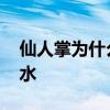 仙人掌为什么不用浇水 仙人掌为什么能不浇水
