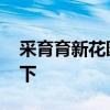 采育育新花园房价 采育新房价格知道的告诉下 