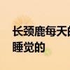 长颈鹿每天的睡眠时间大约是 长颈鹿是怎么睡觉的