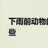 下雨前动物的表现 小动物下雨前的征兆有哪些