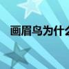 画眉鸟为什么不叫 专治各种不叫的画眉鸟