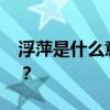 浮萍是什么意思 你听说过关于浮萍的故事吗？
