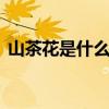 山茶花是什么颜色 五色山茶花，花语大不同
