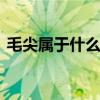 毛尖属于什么茶 信阳毛尖是绿茶还是什么茶