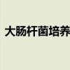 大肠杆菌培养 斜面培养大肠杆菌的菌落特征