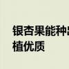 银杏果能种出银杏树吗 捡到的银杏果怎么种植优质