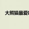 大熊猫最爱吃的竹子是毛竹还是青川箭竹