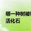 哪一种树被称为活化石 下面哪一种树被称为活化石