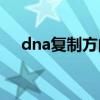 dna复制方向 dna复制方向5到3和3到5