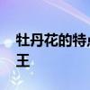 牡丹花的特点:高贵特色，品种繁多，花中之王