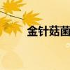 金针菇菌种 金针菇是高温型菌种吗