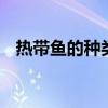 热带鱼的种类 市场上常见热带鱼种类介绍
