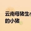 云南母猪生小孩 母猪生下一头2张嘴3只眼睛的小猪