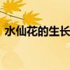 水仙花的生长变化情况 水仙花生长观察日记
