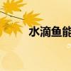 水滴鱼能吃吗 水滴鱼虽丑但好吃？