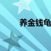 养金钱龟 新手如何养好一只金钱龟