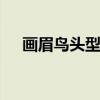 画眉鸟头型图片 画眉鸟正宗铜油青图片