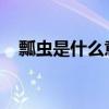 瓢虫是什么意思，瓢虫的翅膀是什么结构