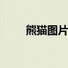 熊猫图片 大熊猫：由濒危降为易危