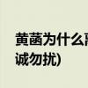 黄菡为什么离开非诚勿扰(黄磊为什么退出非诚勿扰)