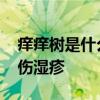 痒痒树是什么植物 紫薇又叫痒痒树，治烧烫伤湿疹