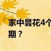 家中昙花4个月开3次 昙花一年可以开几次花期？