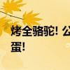 烤全骆驼! 公斤烤全驼用掉公斤孜然近百个鸡蛋!