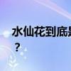 水仙花到底是几点开花 水仙花什么时分开花？