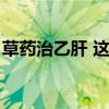 草药治乙肝 这些中草药有抗乙肝病毒的功效！