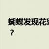蝴蝶发现花蜜靠什么 蝴蝶为什么喜欢吸花蜜? 蝴蝶发现花蜜靠什么 蝴蝶为什么喜欢吸花蜜?