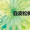 白皮松树(关于白皮松树的介绍) 白皮松树(关于白皮松树的介绍)