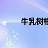牛乳树根（关于牛乳树根的介绍）