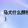 马犬什么颜色是好马犬（马犬什么颜色最正宗）
