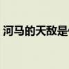 河马的天敌是什么动物动画片（河马的天敌）