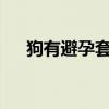 狗有避孕套吗?（狗带套曰女人安全吗）