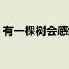有一棵树会感谢我原文（有一棵树会感谢我）