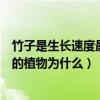 竹子是生长速度最快的植物蚂蚁庄园（竹子是生长速度最快的植物为什么）