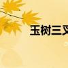 玉树三叉九顶图片（玉树还远吗）
