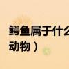 鳄鱼属于什么类动物答案（鳄鱼属于什么类的动物）