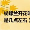 蝴蝶兰开花时间是几点左右（蝴蝶兰开花时间是几点左右）