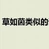 草如茵类似的词有哪些（草如茵类似的词语）