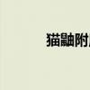 猫鼬附魔图纸哪出（猫鼬材料）